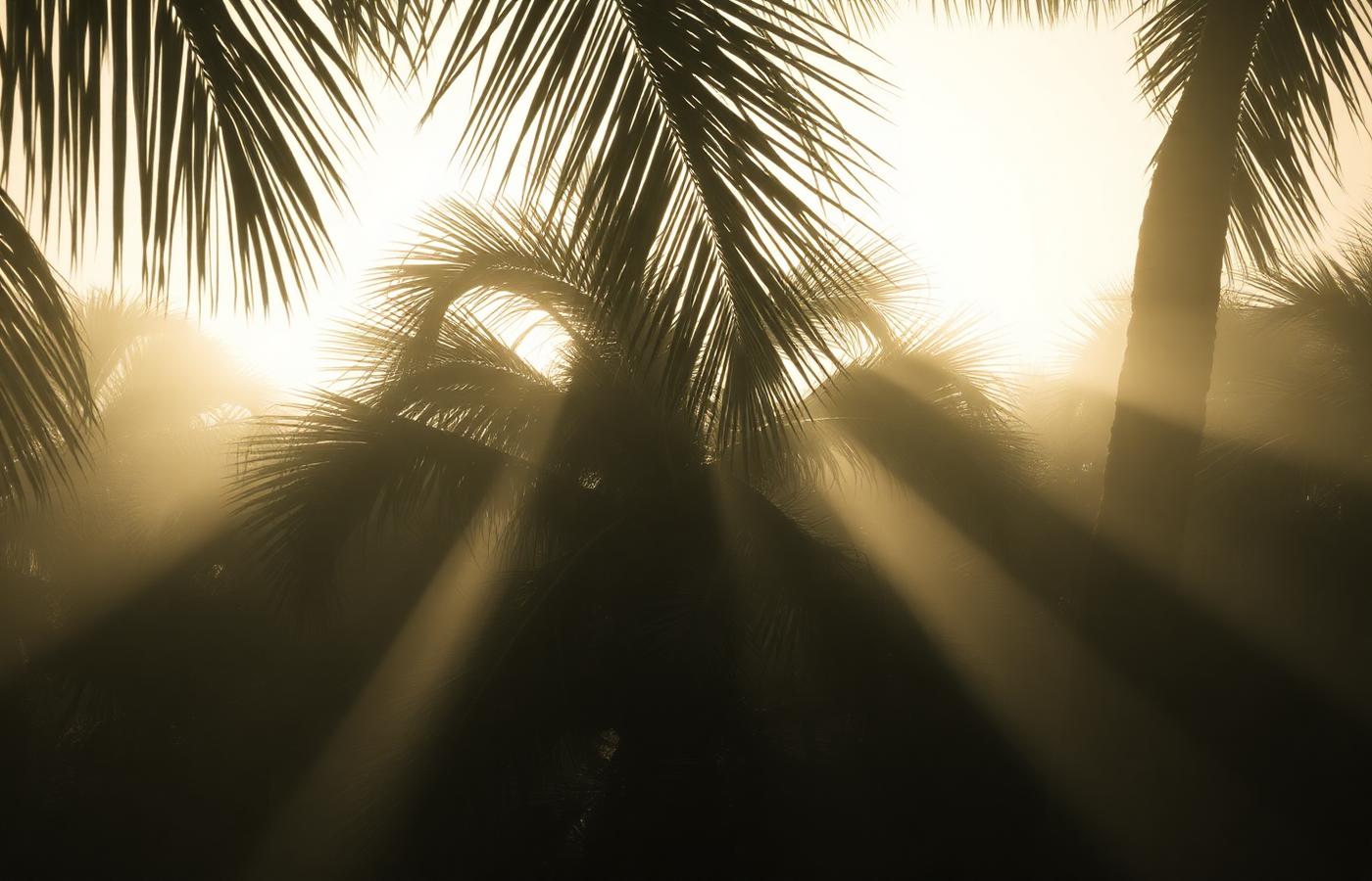 Soft duotone landscape evoking Florida